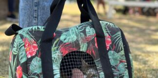 Villa Ocampo: La Campaña de Castraciones municipales continúa con resultados positivos