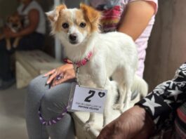 Villa Ocampo: Reprogramación de jornada de castraciones gratuitas