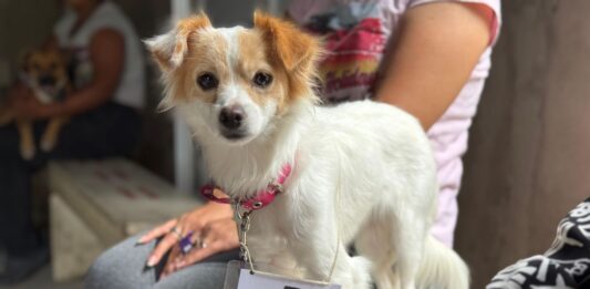 Villa Ocampo: Reprogramación de jornada de castraciones gratuitas