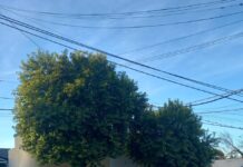Cotelvo: Desmontaje del cableado troncal