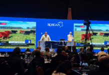 ROSGAN abrió la Semana Angus con un remate de 10.000 cabezas y valores destacados para la invernada