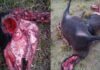 Estupor en el norte provincial: un productor encontró ovejas mutiladas y asegura que “no había una gota de sangre”
