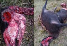 Estupor en el norte provincial: un productor encontró ovejas mutiladas y asegura que “no había una gota de sangre”