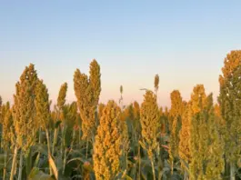 La Unión Agrícola de Avellaneda lidera las exportaciones argentinas de sorgo y se ubica entre las principales agroexportadoras del país