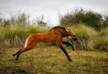 Provincia devolvió a su hábitat natural al aguará guazú rescatado en Puerto General San Martín