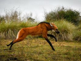 Provincia devolvió a su hábitat natural al aguará guazú rescatado en Puerto General San Martín