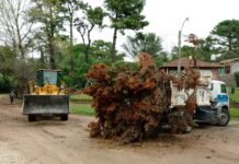Villa Ocampo: Cronograma de recolección de ramas