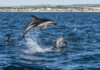 Puerto Madryn se prepara para la temporada de Fauna Total: ballenas, pingüinos, orcas y elefantes marinos