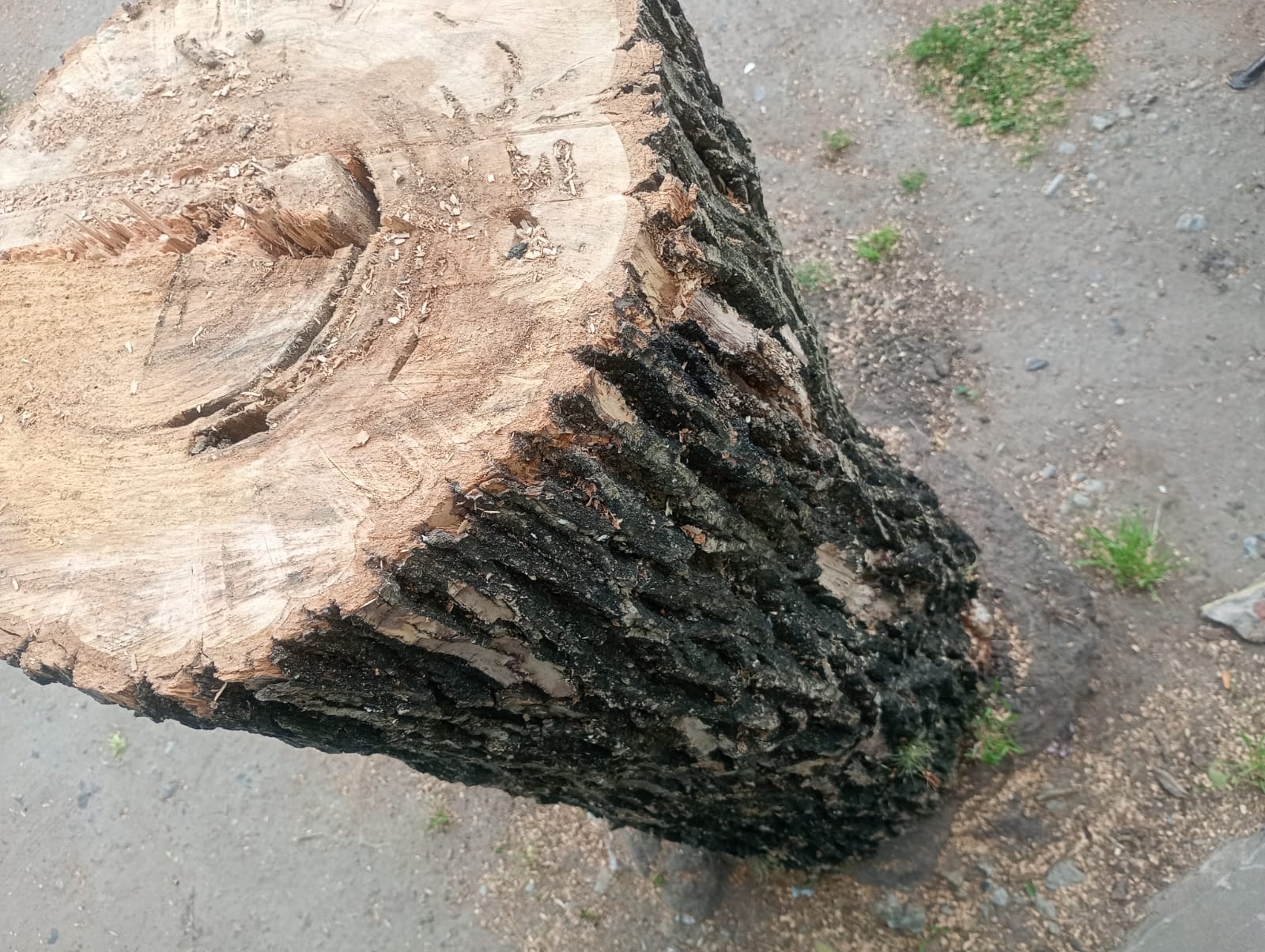 arbol