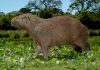 Las Toscas: Recomendaciones para proteger la fauna silvestre en el marco del Fenómeno de El Niño