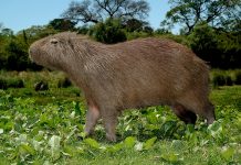 Las Toscas: Recomendaciones para proteger la fauna silvestre en el marco del Fenómeno de El Niño