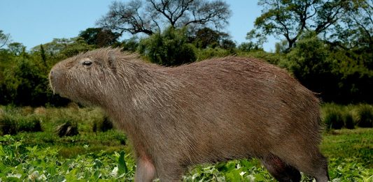 Las Toscas: Recomendaciones para proteger la fauna silvestre en el marco del Fenómeno de El Niño