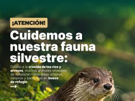Villa Ocampo: Recomendaciones para proteger la Fauna Silvestre ante la crecida de los ríos y arroyos