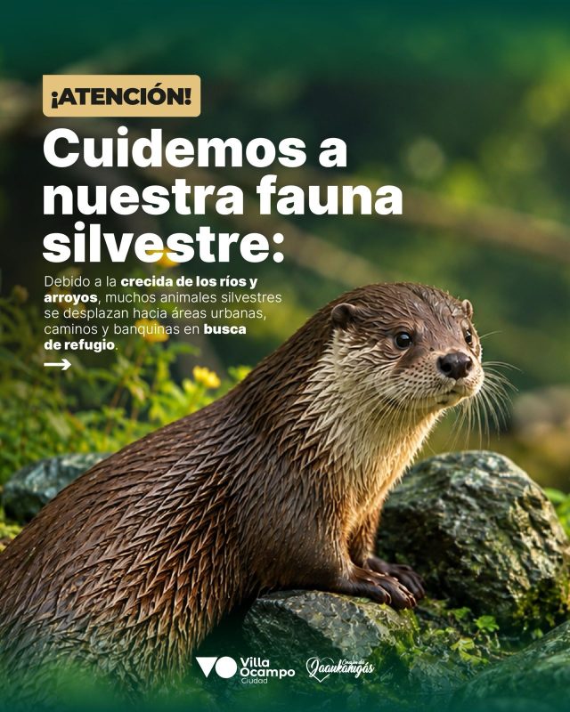 fauna