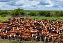 Las Toscas difundió una plataforma provincial de recursos para productores agropecuarios