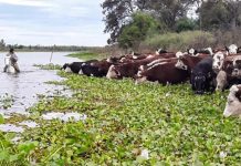 Fenómeno de El Niño: con la asistencia de la Provincia, ya se evacuó más del 70% de la hacienda en islas