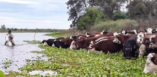 Fenómeno de El Niño: con la asistencia de la Provincia, ya se evacuó más del 70% de la hacienda en islas